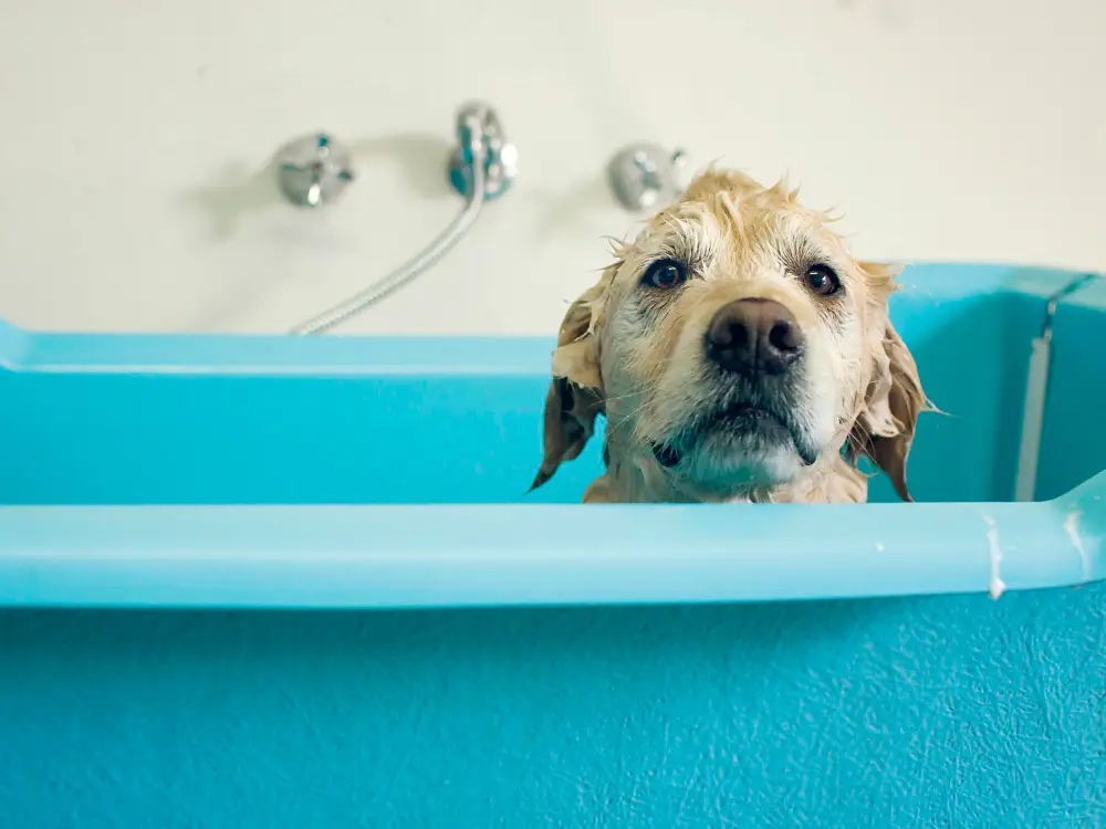 How to Properly Bathe a Dog